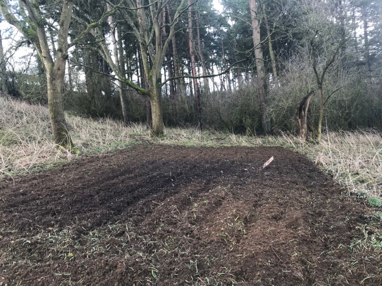 Woodland Clearing & Path